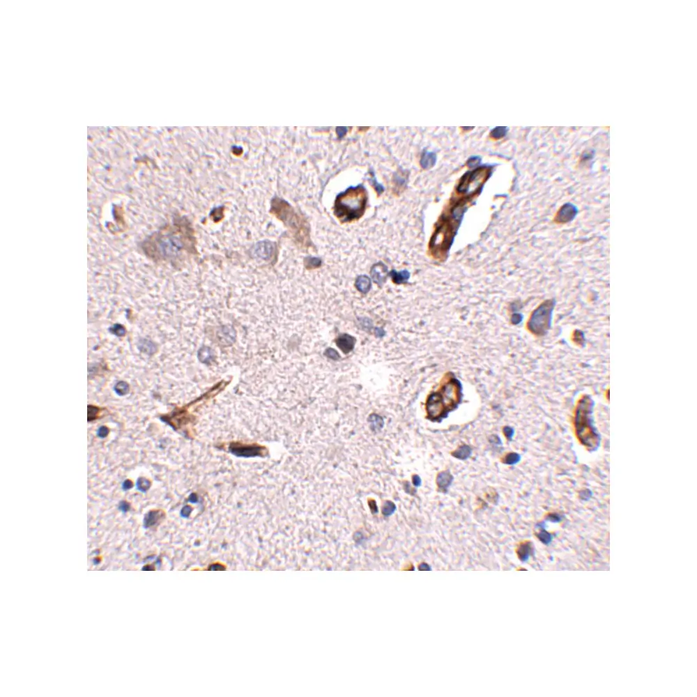 ProSci 5279 GALNT10 Antibody, ProSci, 0.1 mg/Unit Secondary Image