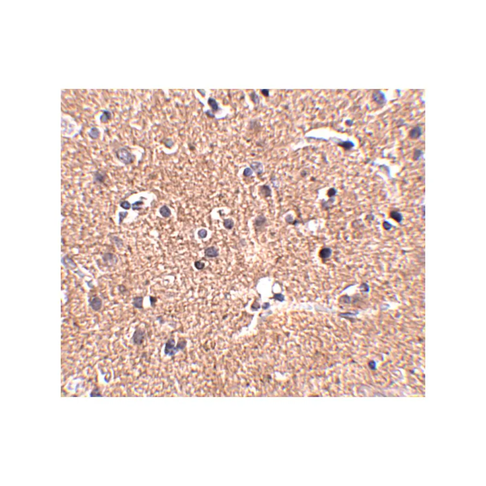 ProSci 5281 GALNT10 Antibody, ProSci, 0.1 mg/Unit Secondary Image
