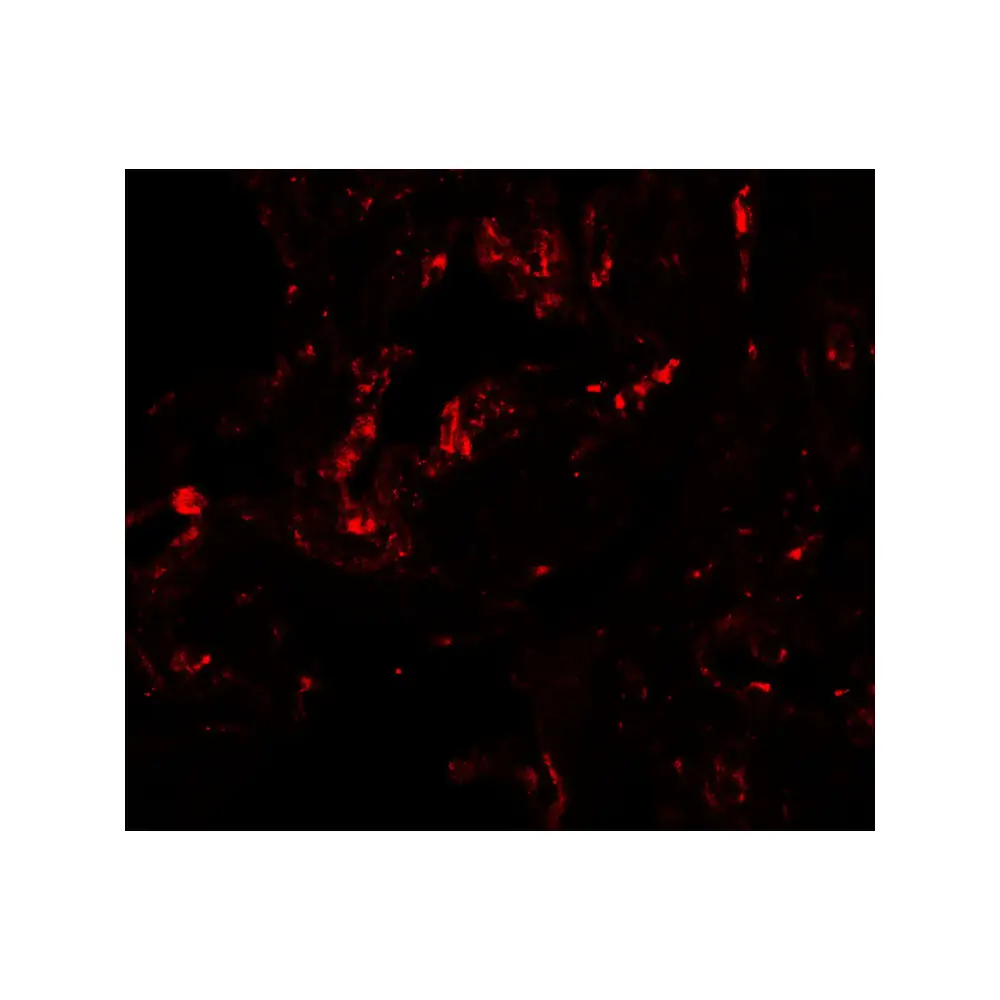ProSci 7093_S GDF1 Antibody, ProSci, 0.02 mg/Unit Secondary Image