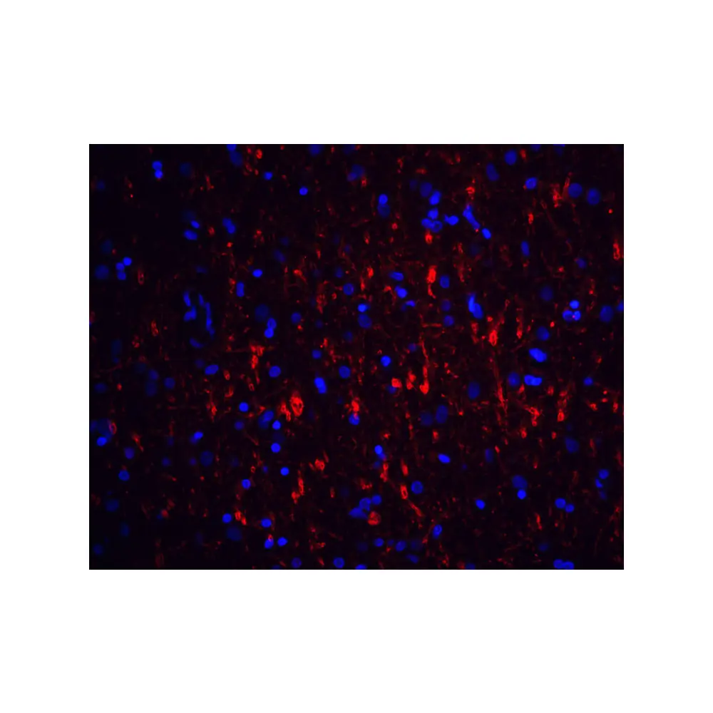 ProSci 1133_S GFR alpha 1 Antibody, ProSci, 0.02 mg/Unit Tertiary Image