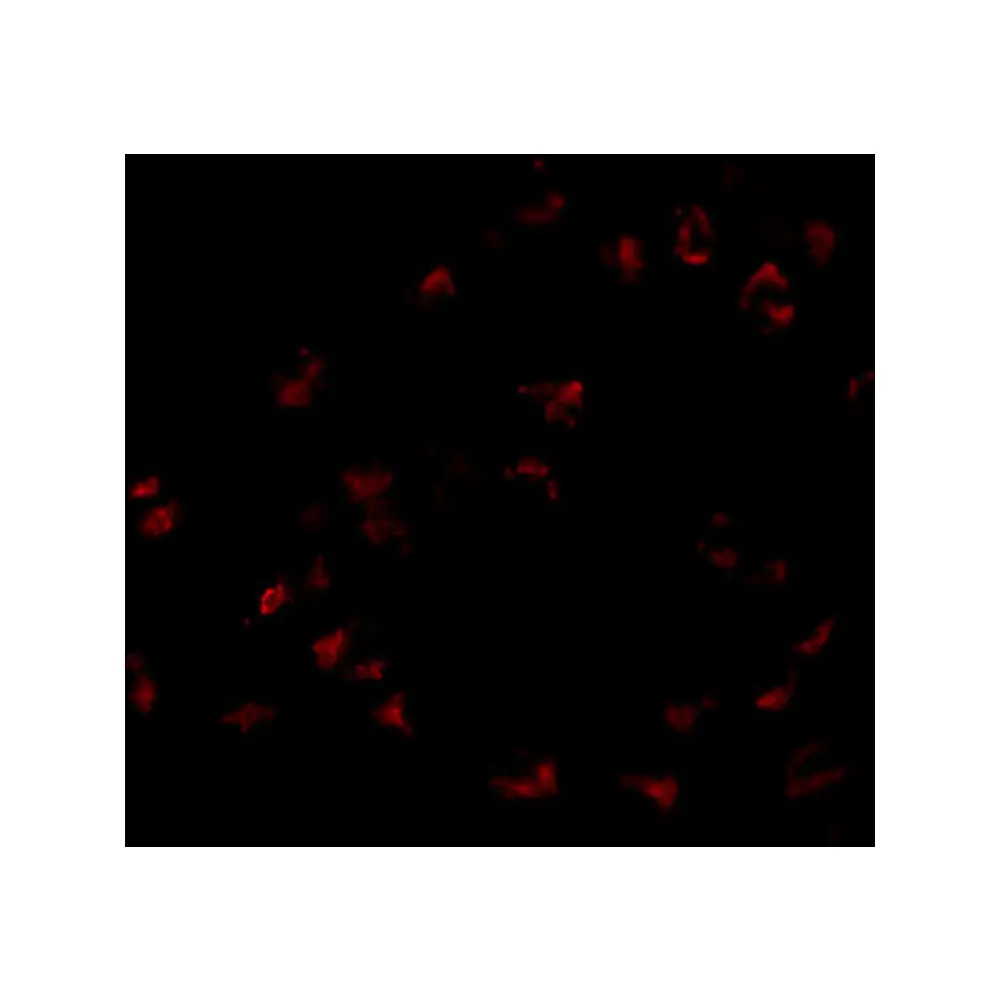 ProSci 5049 GNPDA1 Antibody, ProSci, 0.1 mg/Unit Tertiary Image