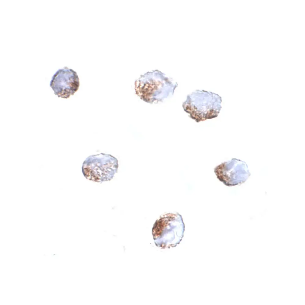 ProSci 5061_S GNPDA2 Antibody, ProSci, 0.02 mg/Unit Secondary Image