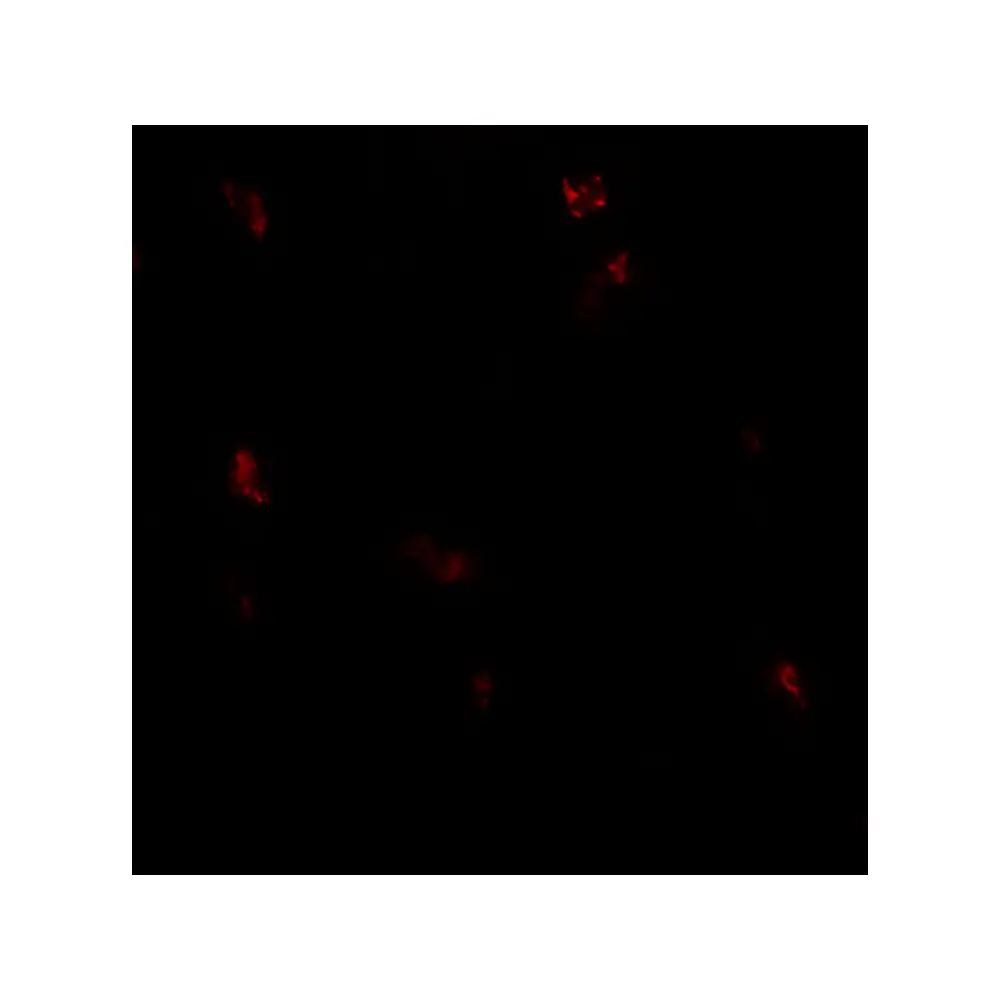 ProSci 7987 GPRASP1 Antibody, ProSci, 0.1 mg/Unit Tertiary Image