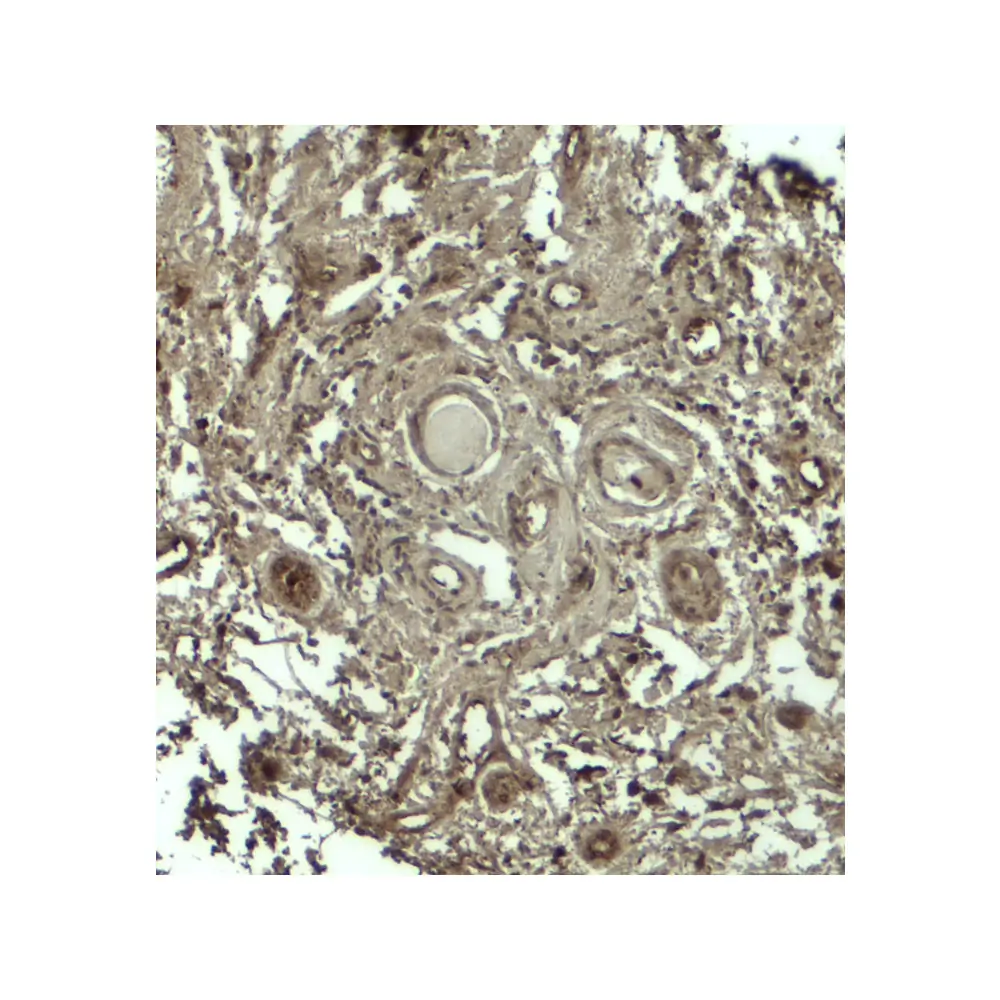 ProSci 7987 GPRASP1 Antibody, ProSci, 0.1 mg/Unit Secondary Image