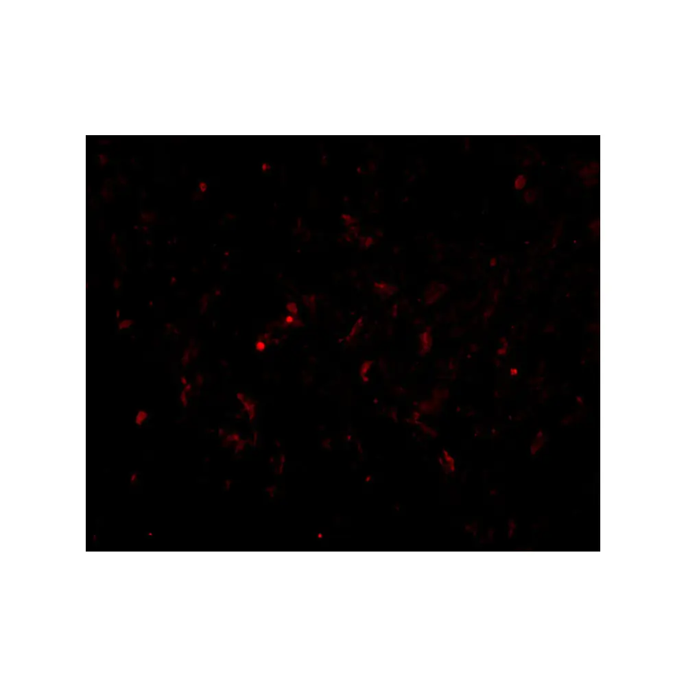 ProSci 4413_S GSTP1 Antibody, ProSci, 0.02 mg/Unit Tertiary Image