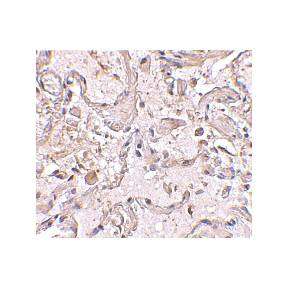 ProSci 4413_S GSTP1 Antibody, ProSci, 0.02 mg/Unit Secondary Image