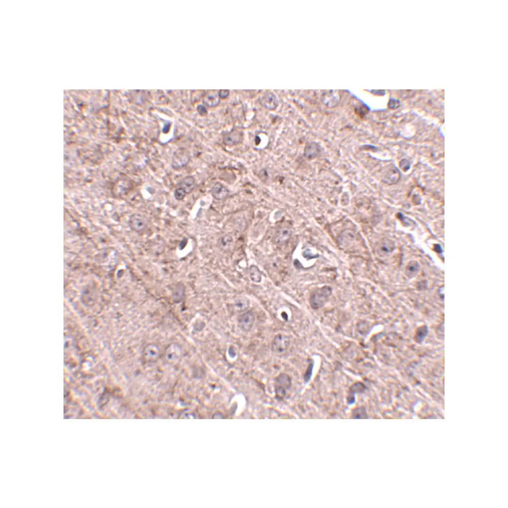 ProSci 4973_S Gle1 Antibody, ProSci, 0.02 mg/Unit Secondary Image