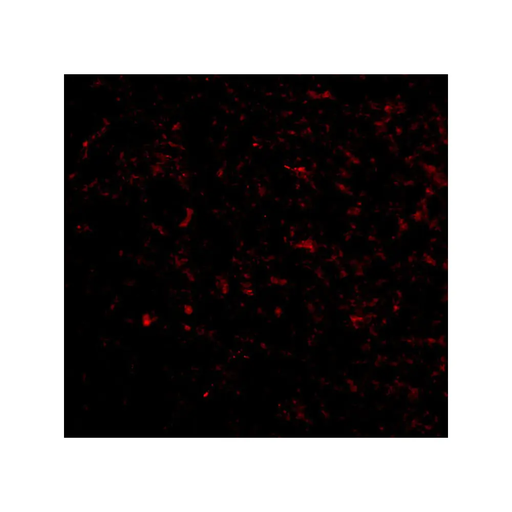ProSci 4397 Grik5 Antibody, ProSci, 0.1 mg/Unit Tertiary Image