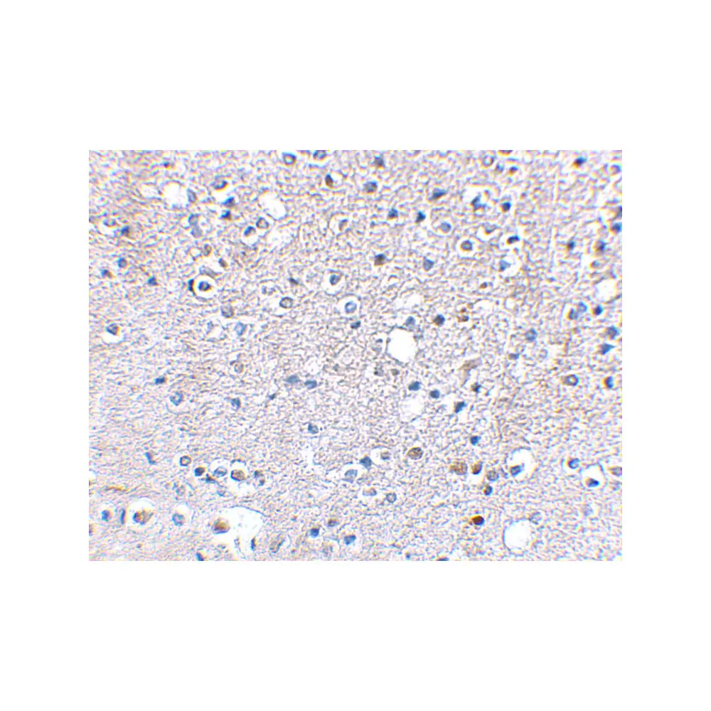 ProSci 4397 Grik5 Antibody, ProSci, 0.1 mg/Unit Secondary Image