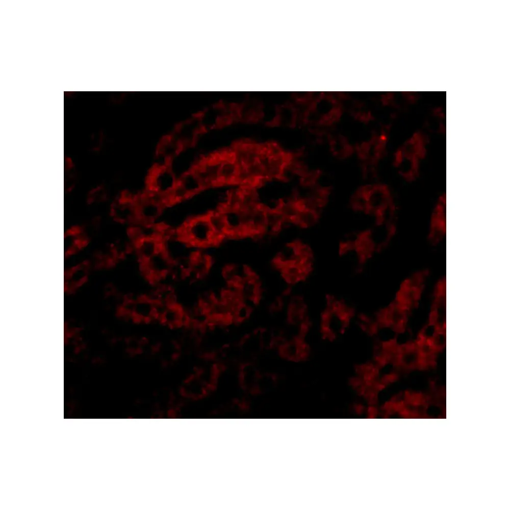 ProSci 5251_S HAAO Antibody, ProSci, 0.02 mg/Unit Tertiary Image