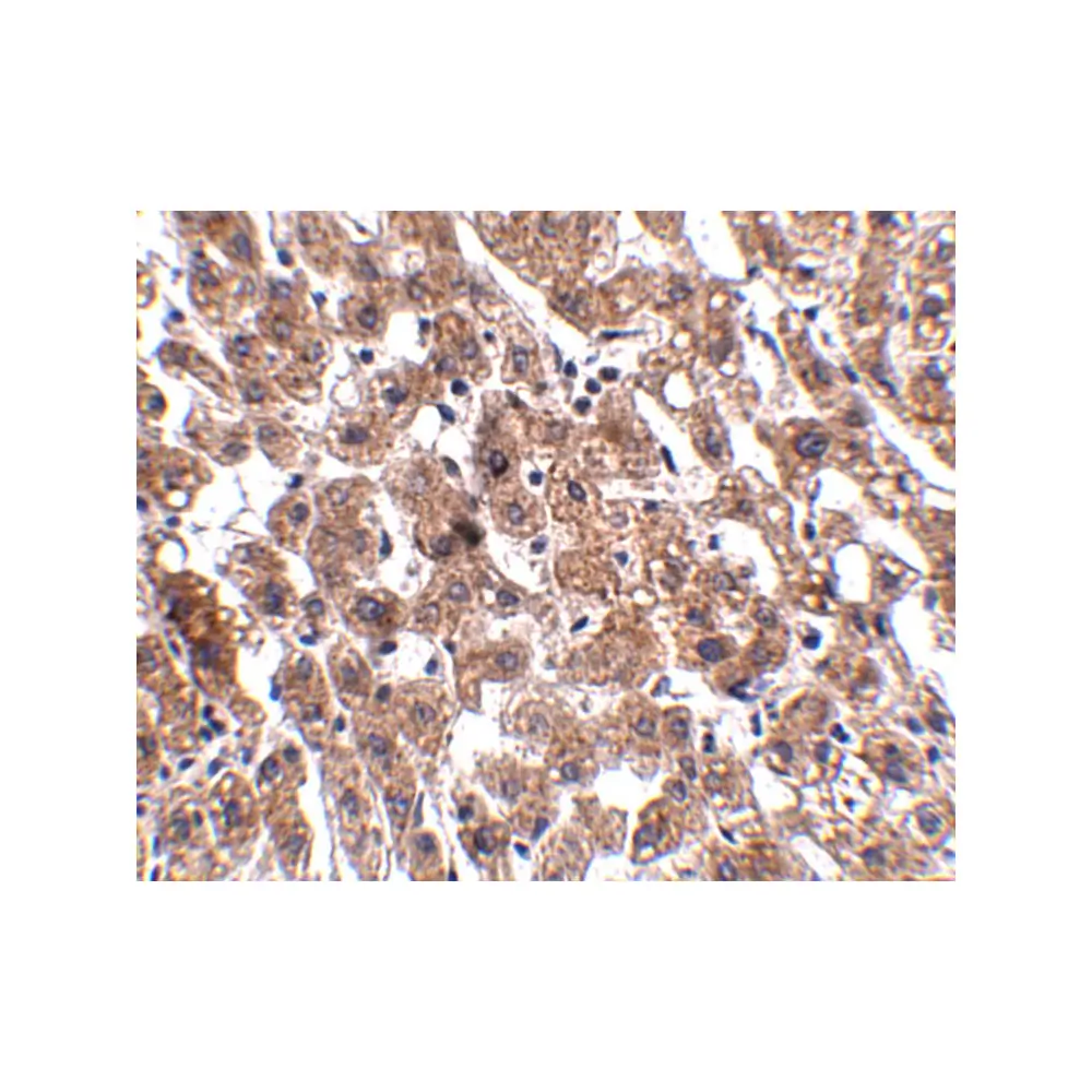 ProSci 5251_S HAAO Antibody, ProSci, 0.02 mg/Unit Secondary Image