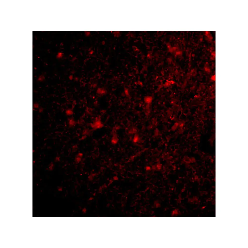 ProSci 4205 HAP1 Antibody, ProSci, 0.1 mg/Unit Tertiary Image