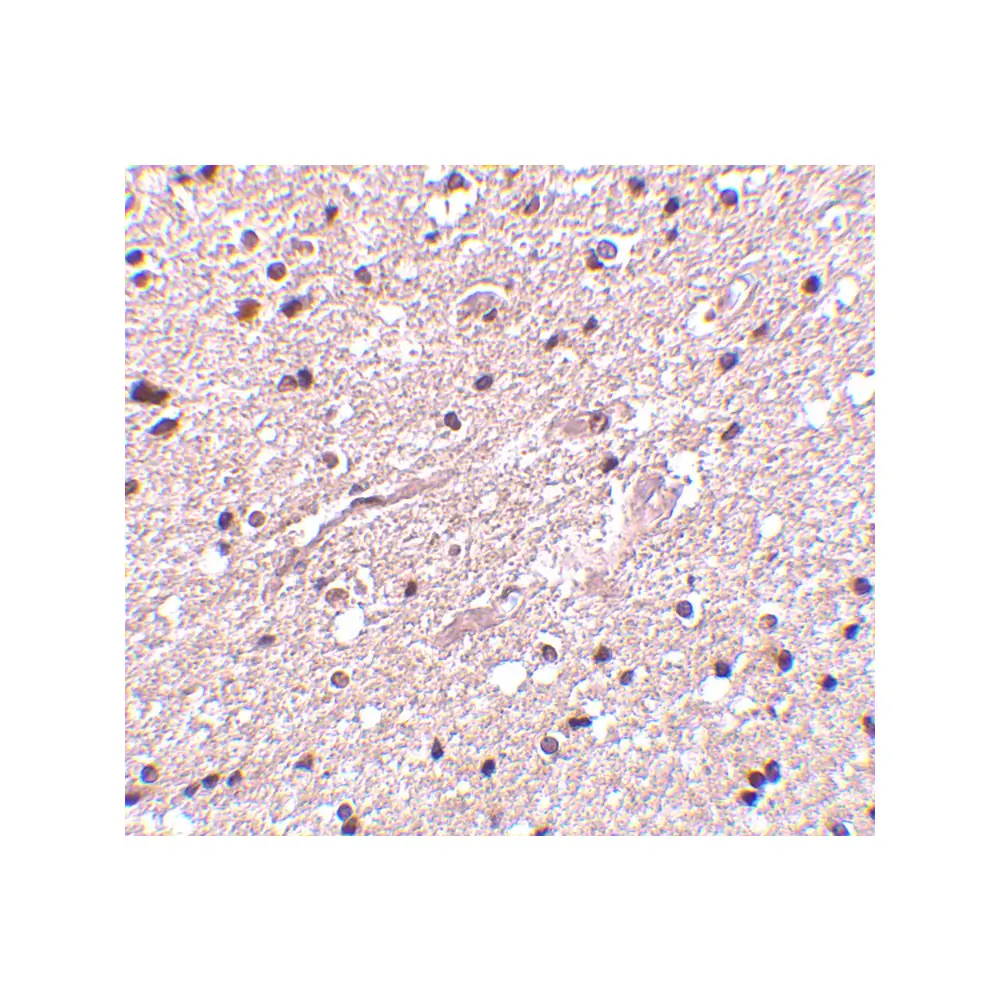 ProSci 4205 HAP1 Antibody, ProSci, 0.1 mg/Unit Secondary Image