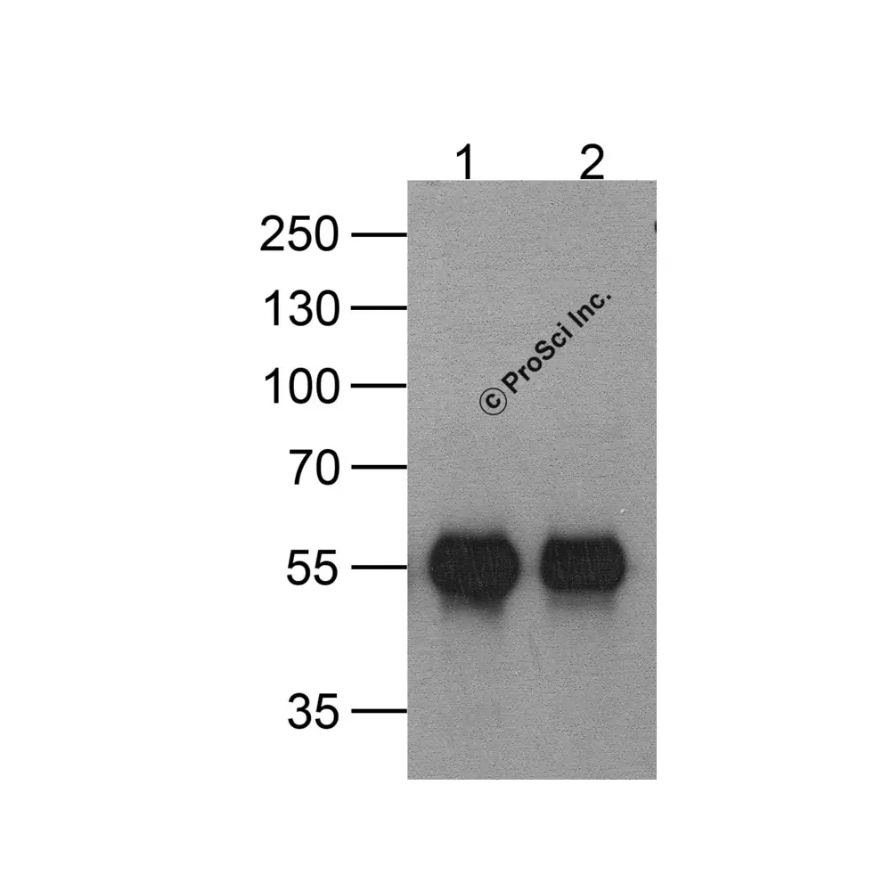 ProSci PM-7663_S HAT-tag Antibody [9A2F8], ProSci, 0.02 mg/Unit Secondary Image