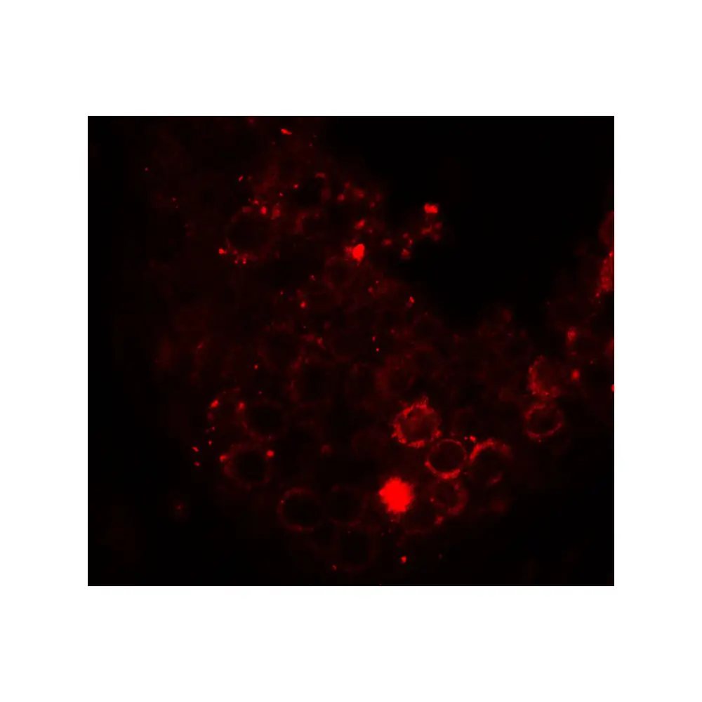 ProSci 7901 HDAC6 Antibody, ProSci, 0.1 mg/Unit Tertiary Image