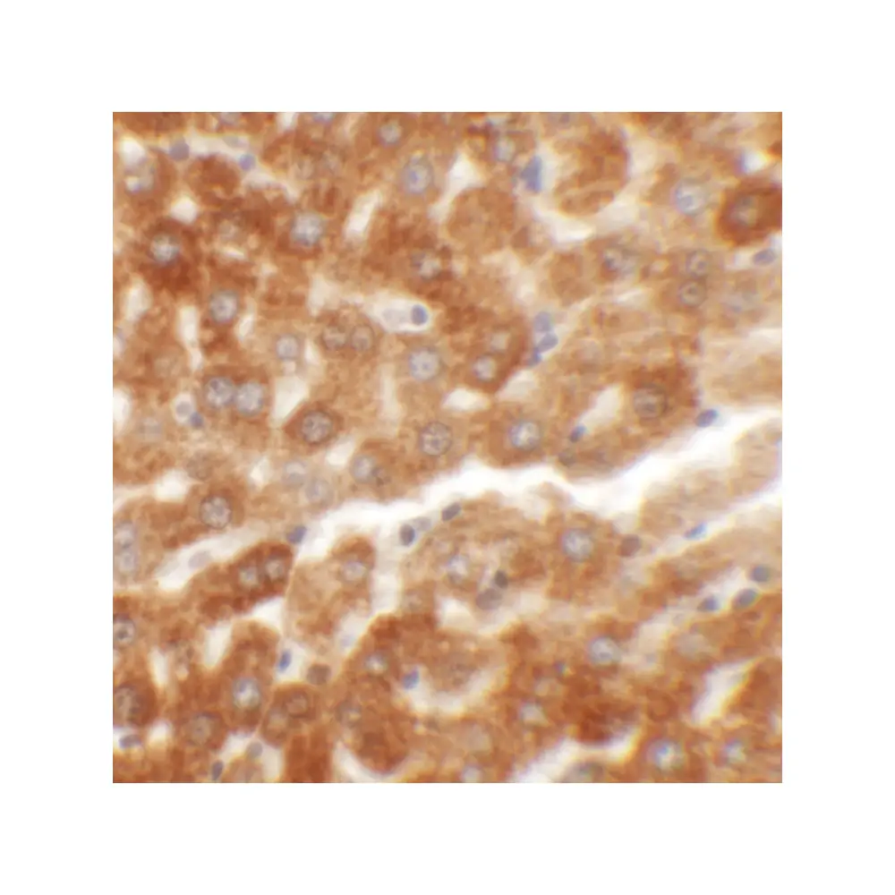 ProSci 6411 HDGFRP2 Antibody, ProSci, 0.1 mg/Unit Secondary Image