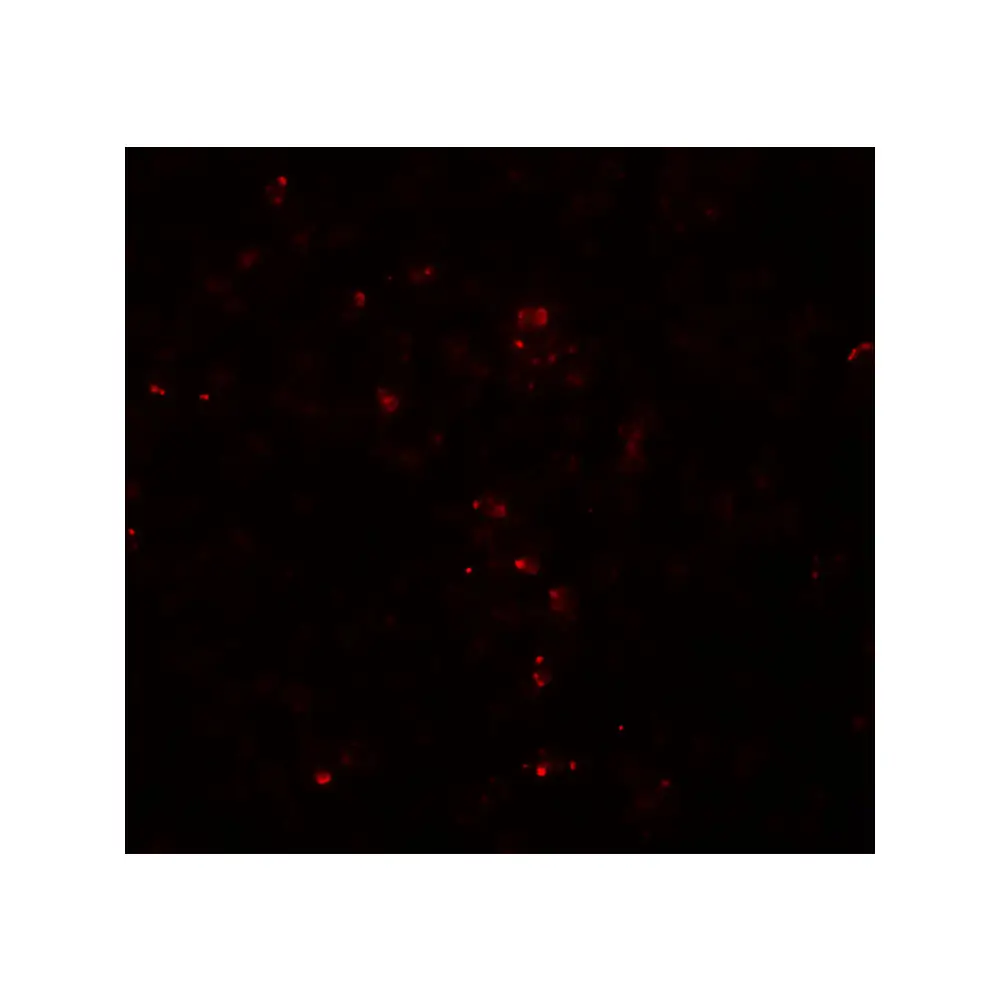 ProSci 8055 HES5 Antibody, ProSci, 0.1 mg/Unit Tertiary Image