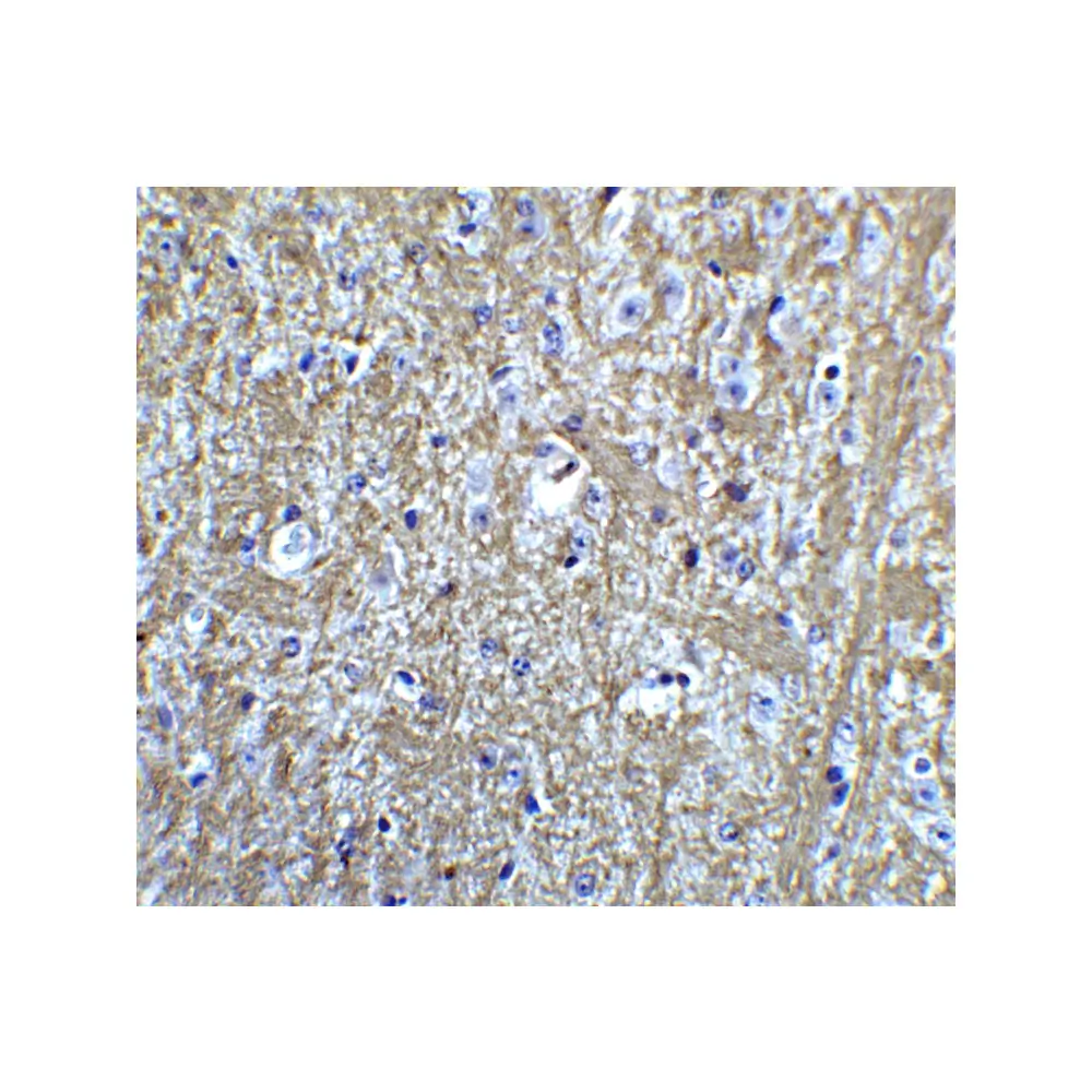 ProSci 8055 HES5 Antibody, ProSci, 0.1 mg/Unit Quaternary Image