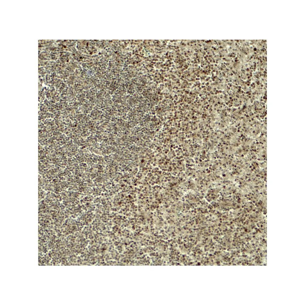 ProSci 8055 HES5 Antibody, ProSci, 0.1 mg/Unit Secondary Image
