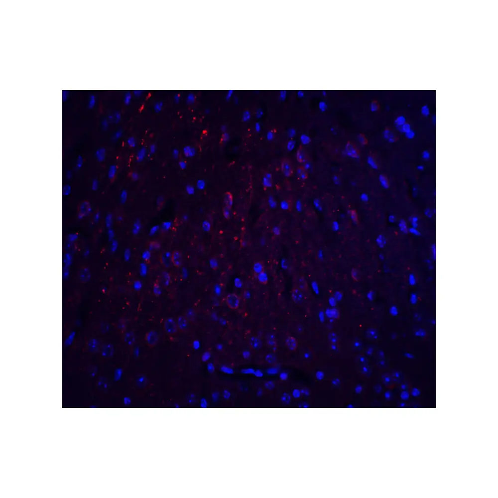 ProSci 8425_S HOOK3 Antibody, ProSci, 0.02 mg/Unit Tertiary Image
