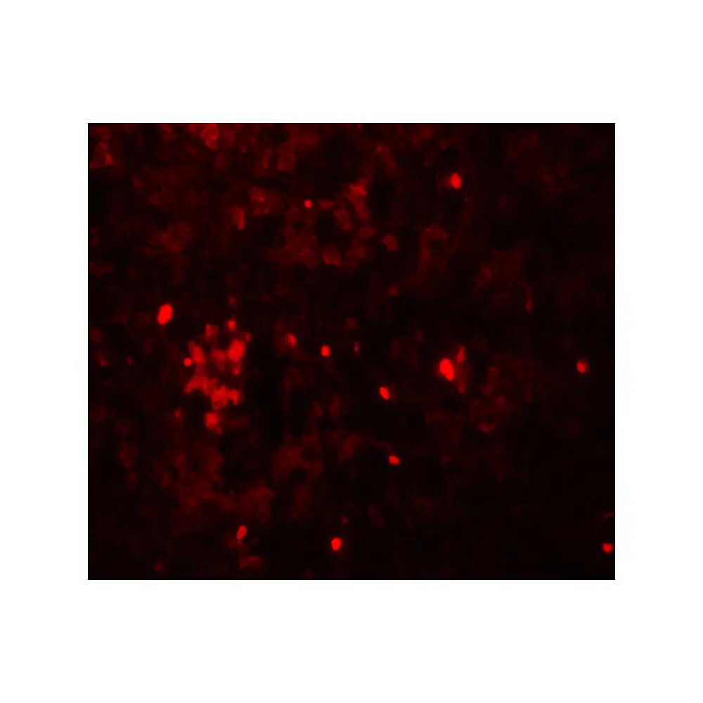 ProSci 5875_S HVCN1 Antibody, ProSci, 0.02 mg/Unit Tertiary Image