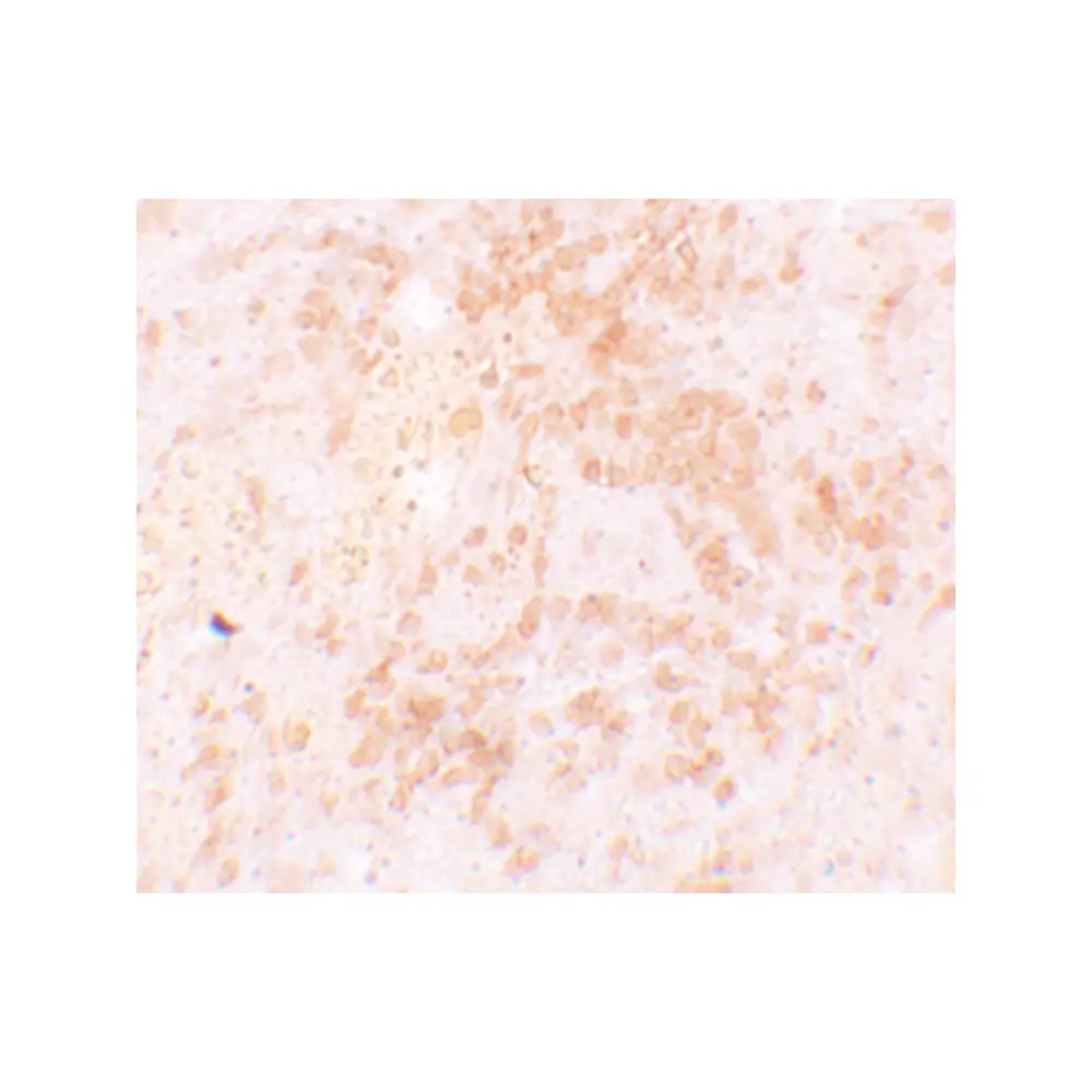 ProSci 5875_S HVCN1 Antibody, ProSci, 0.02 mg/Unit Secondary Image