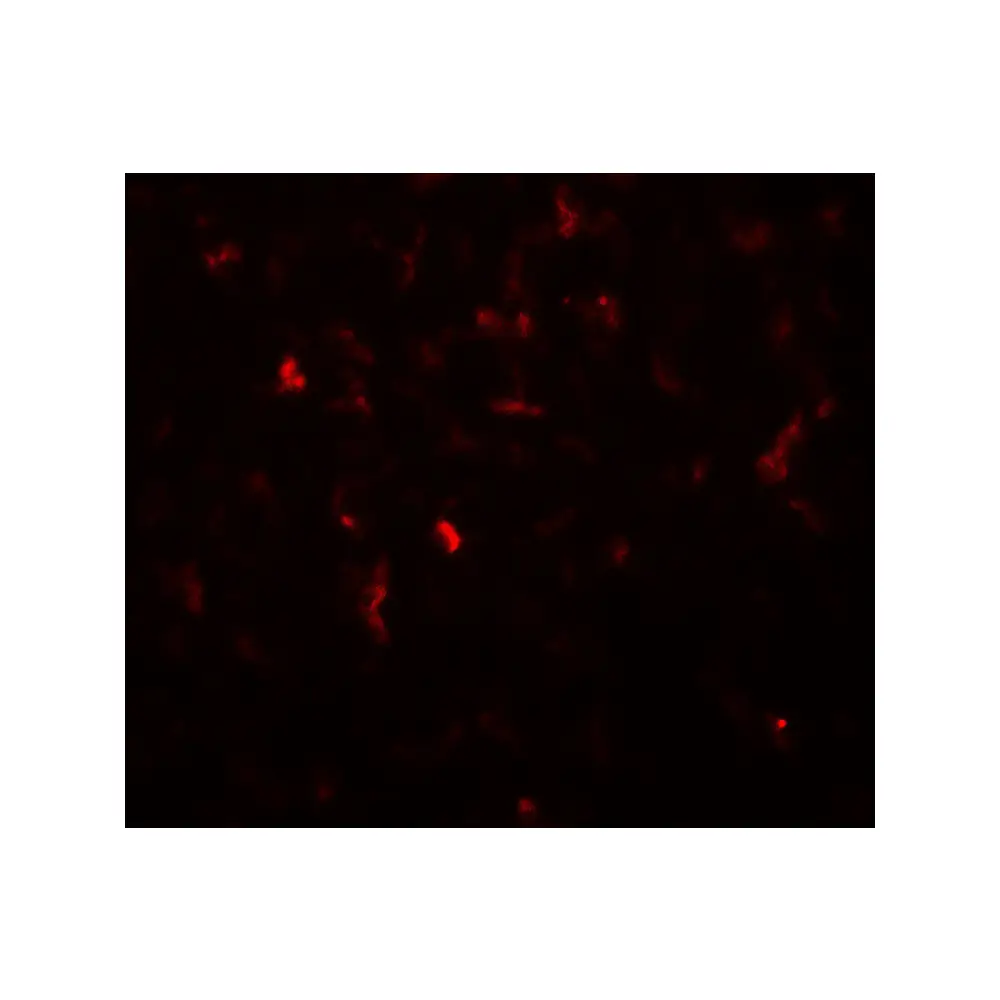 ProSci 8217 Hexokinase 1 Antibody, ProSci, 0.1 mg/Unit Tertiary Image