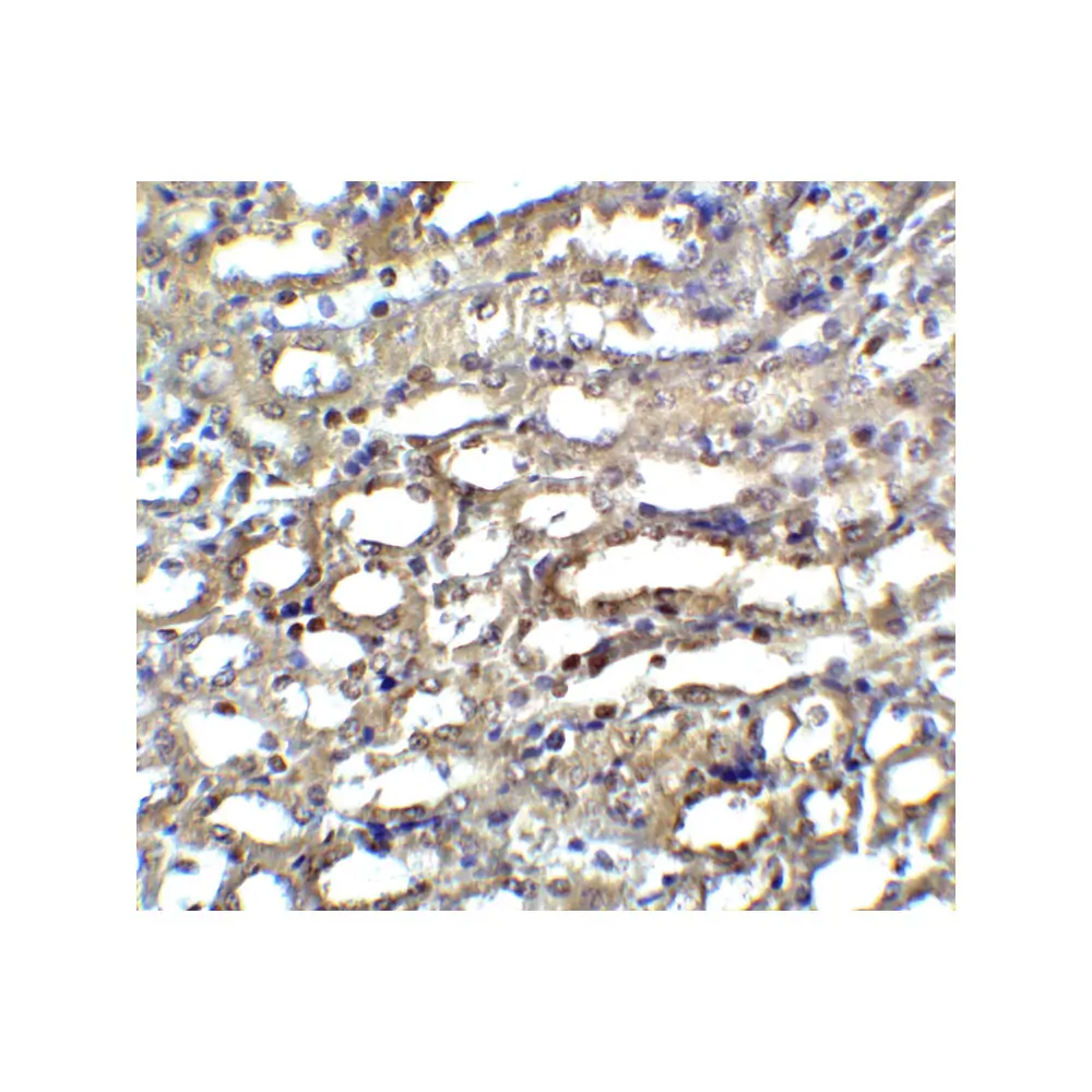 ProSci 2003_S ICAD Antibody, ProSci, 0.02 mg/Unit Secondary Image