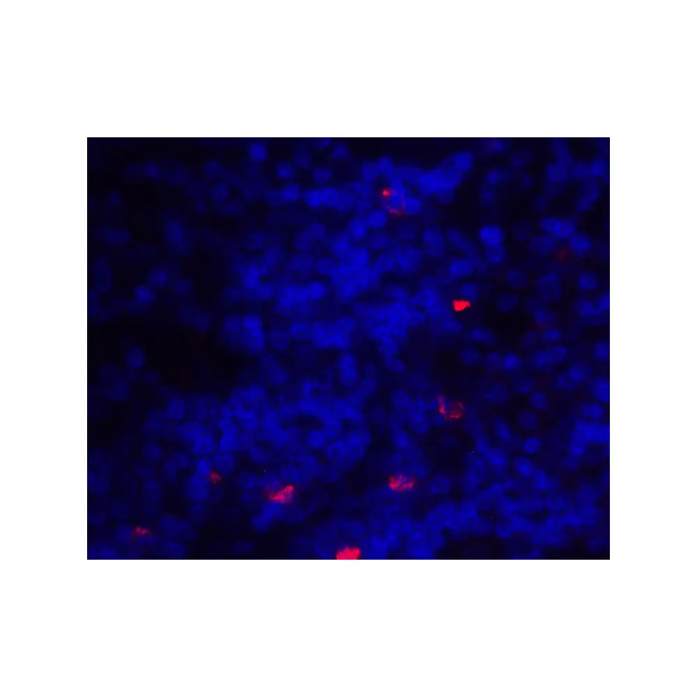 ProSci 8687_S ICOSLG Antibody, ProSci, 0.02 mg/Unit Tertiary Image