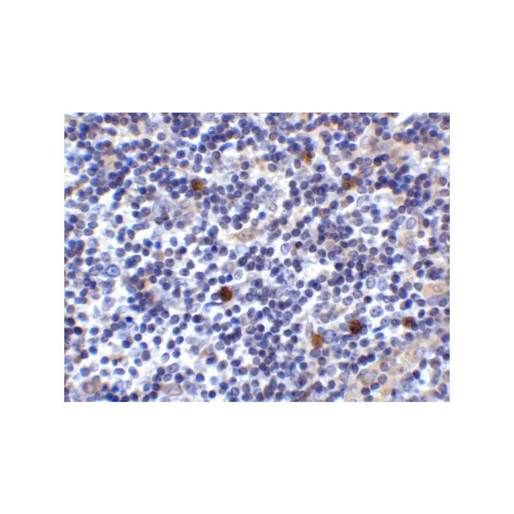 ProSci 8687_S ICOSLG Antibody, ProSci, 0.02 mg/Unit Secondary Image