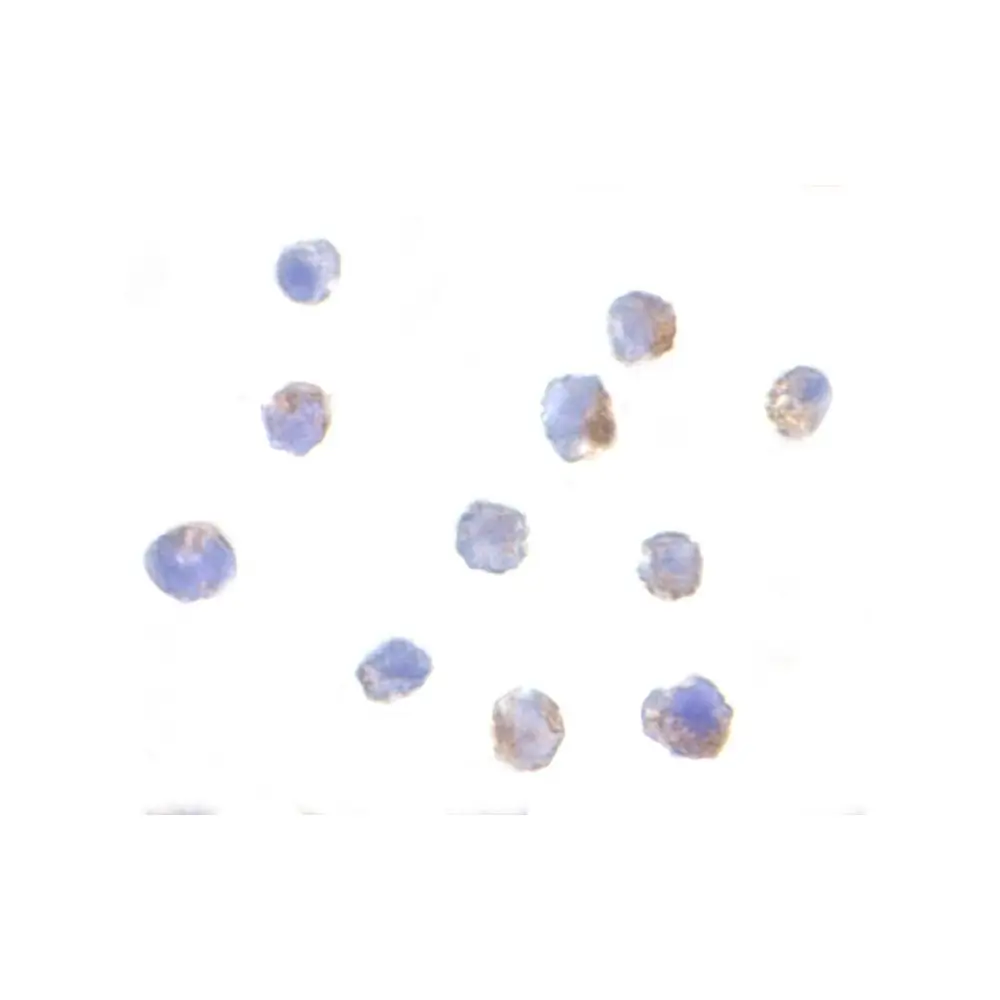 ProSci 2337_S IKAP Antibody, ProSci, 0.02 mg/Unit Secondary Image