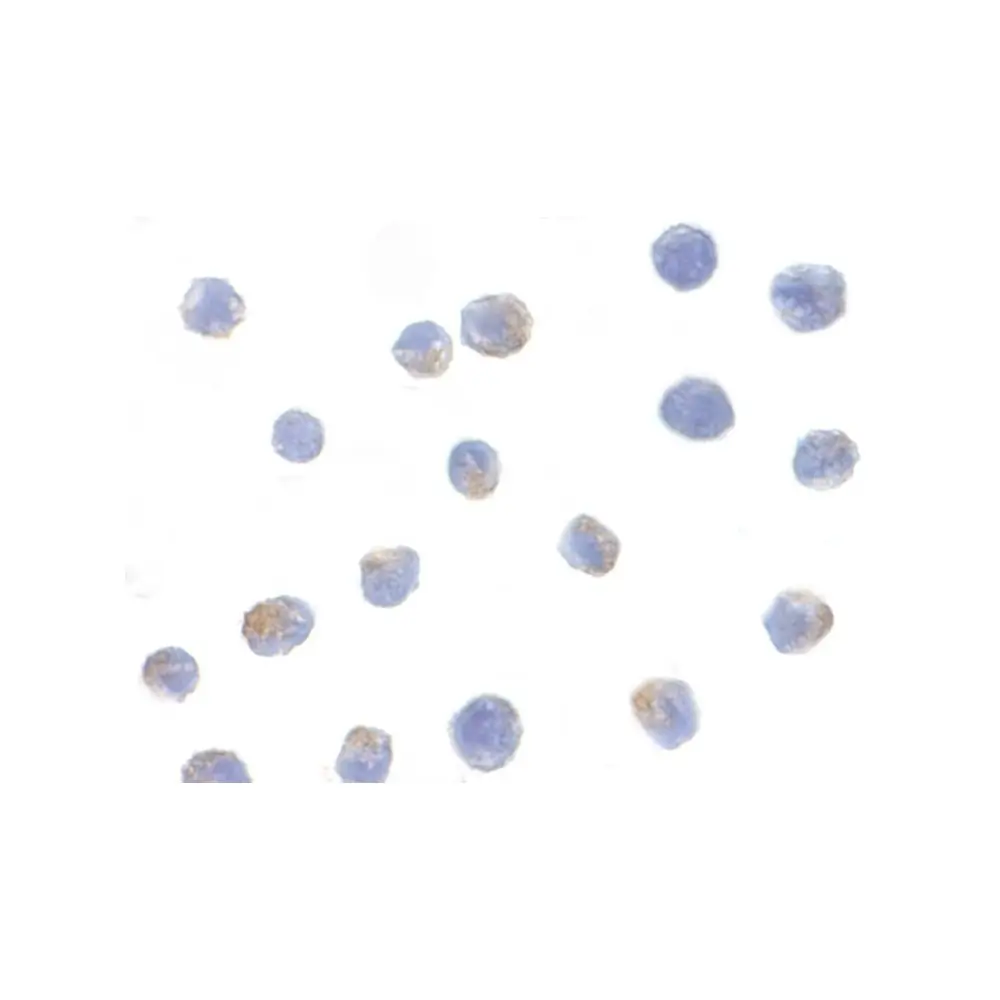 ProSci 2025 IKK alpha Antibody, ProSci, 0.1 mg/Unit Secondary Image