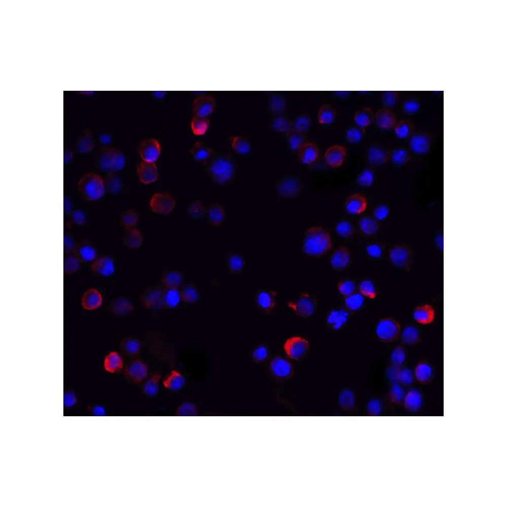 ProSci 2335_S IKK gamma Antibody, ProSci, 0.02 mg/Unit Tertiary Image