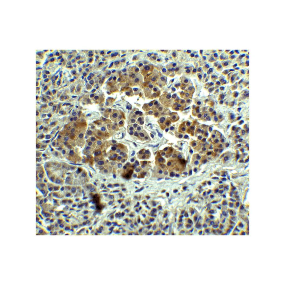 ProSci 7497 IL-12A Antibody, ProSci, 0.1 mg/Unit Secondary Image