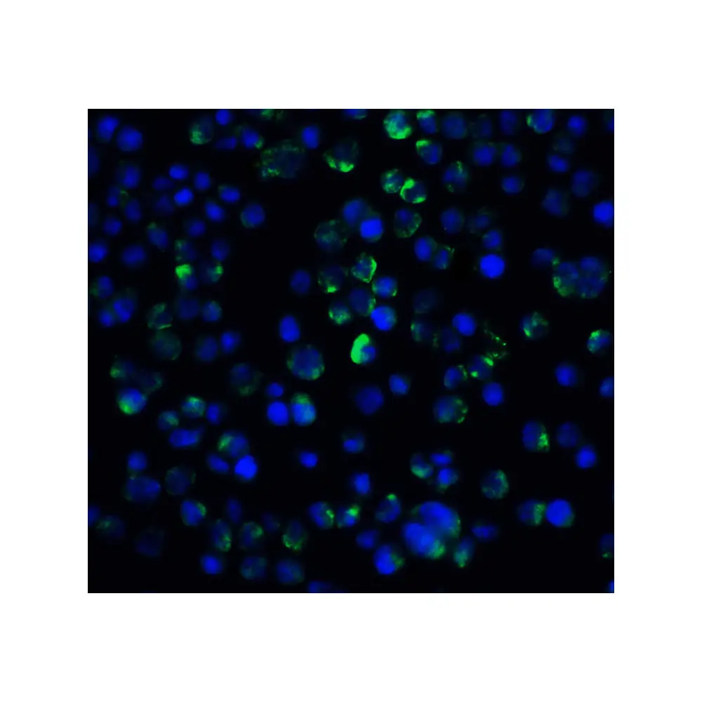 ProSci 2471_S IL-21 Receptor Antibody, ProSci, 0.02 mg/Unit Secondary Image