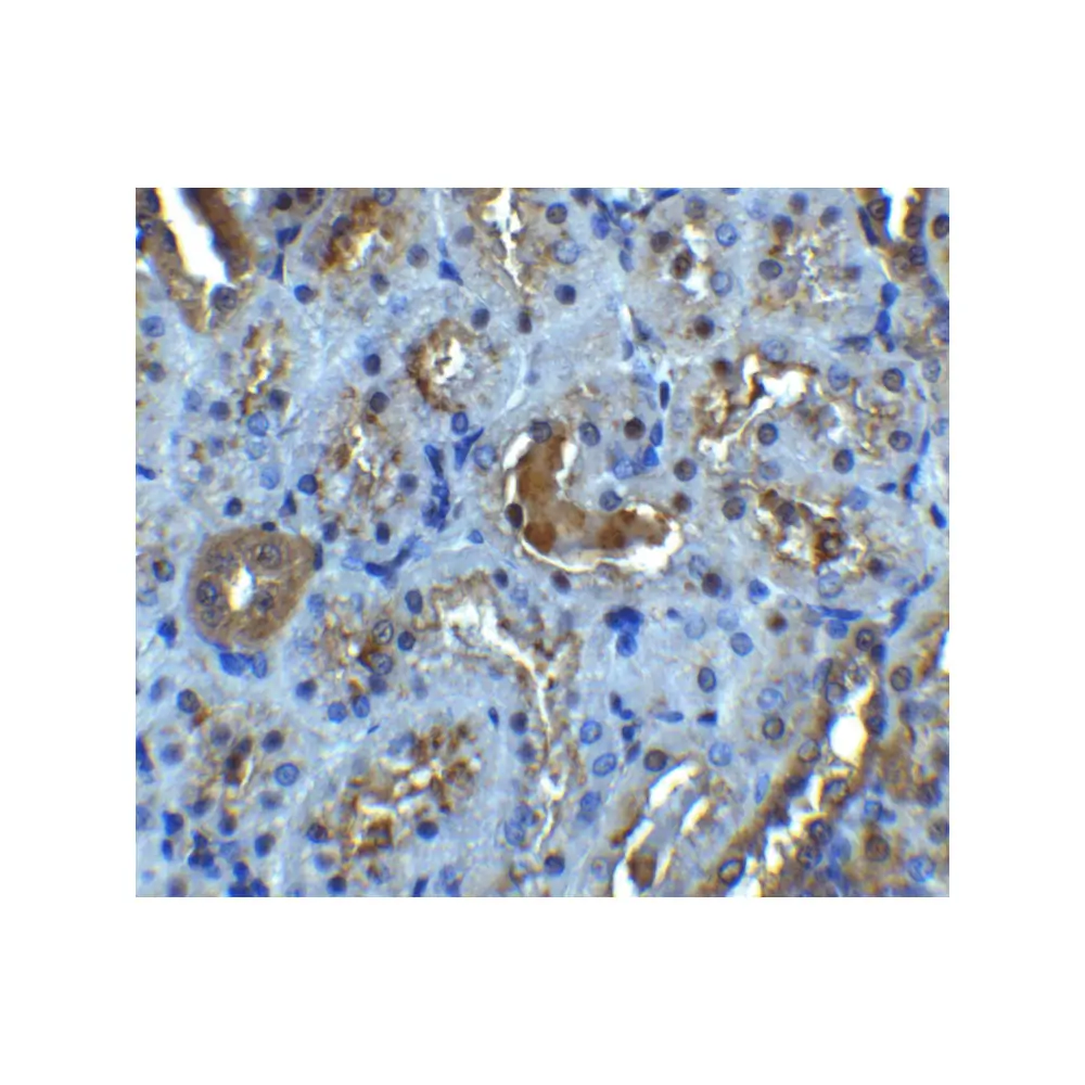 ProSci 2497_S IL-22 Receptor Antibody, ProSci, 0.02 mg/Unit Secondary Image