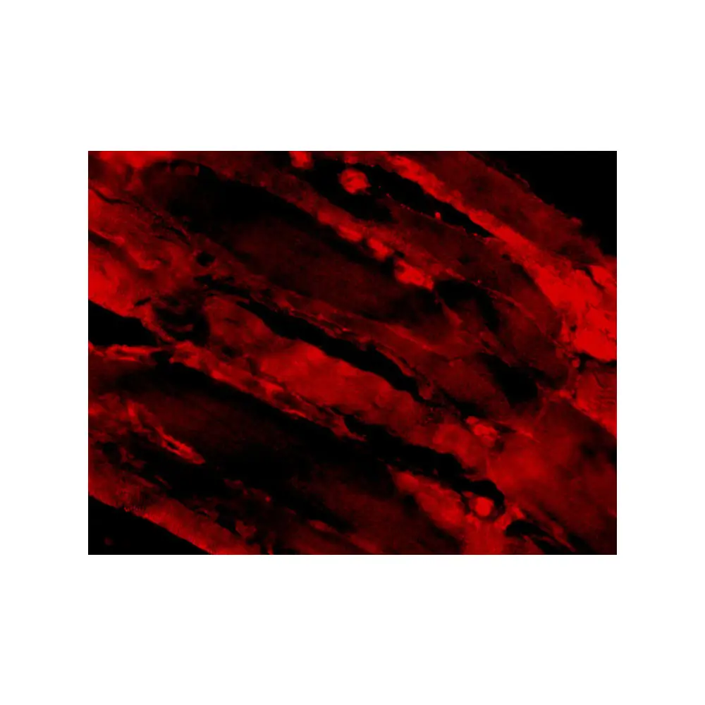 ProSci 3747 IL-31 Antibody, ProSci, 0.1 mg/Unit Secondary Image
