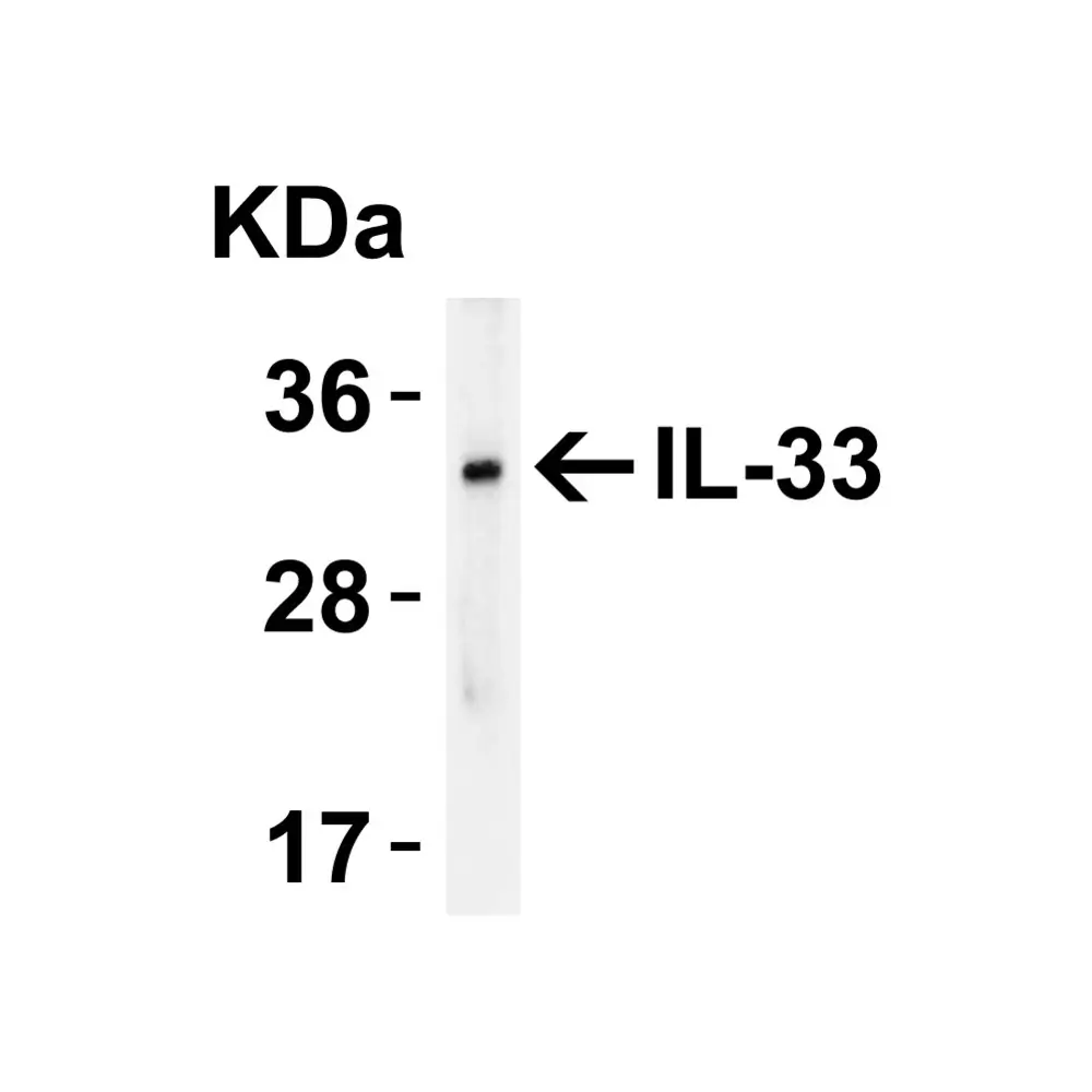 ProSci 4273_S IL-33 Antibody, ProSci, 0.02 mg/Unit Tertiary Image