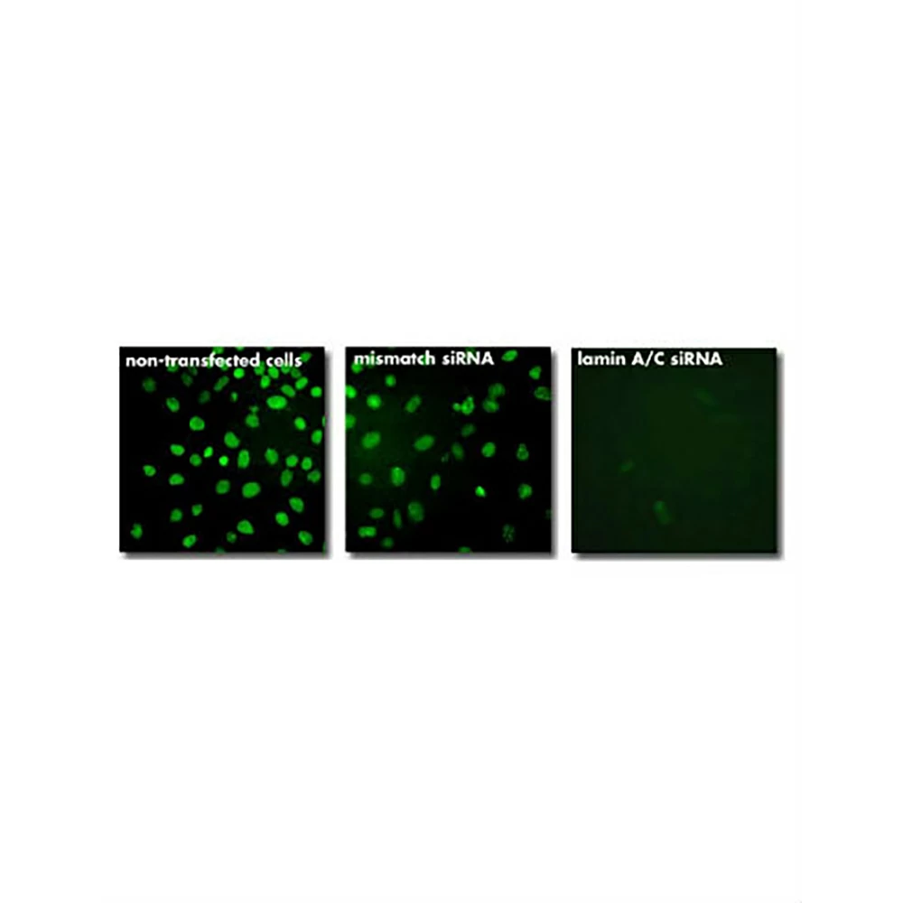 Polyplus-transfection 101000028 INTERFERin