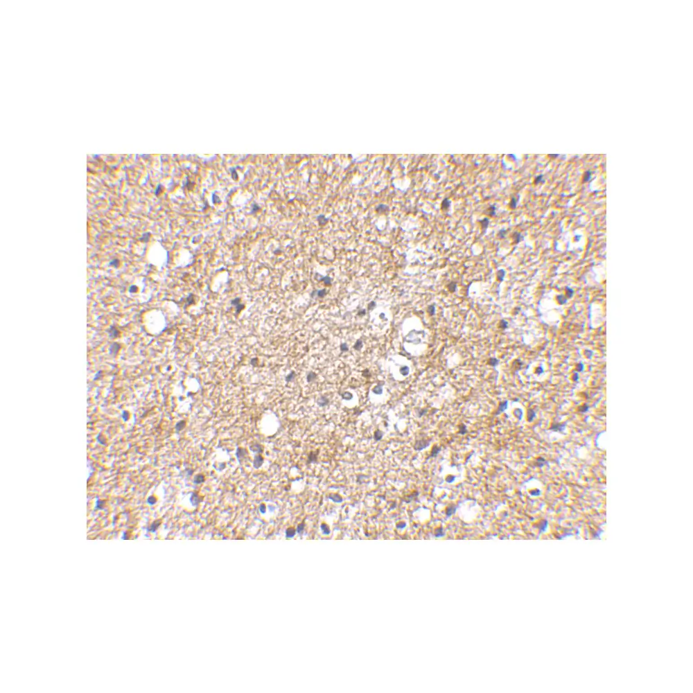 ProSci 4407 IPR1 Antibody, ProSci, 0.1 mg/Unit Secondary Image