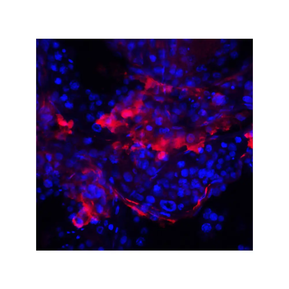 ProSci 8419 IQCF2 Antibody, ProSci, 0.1 mg/Unit Tertiary Image