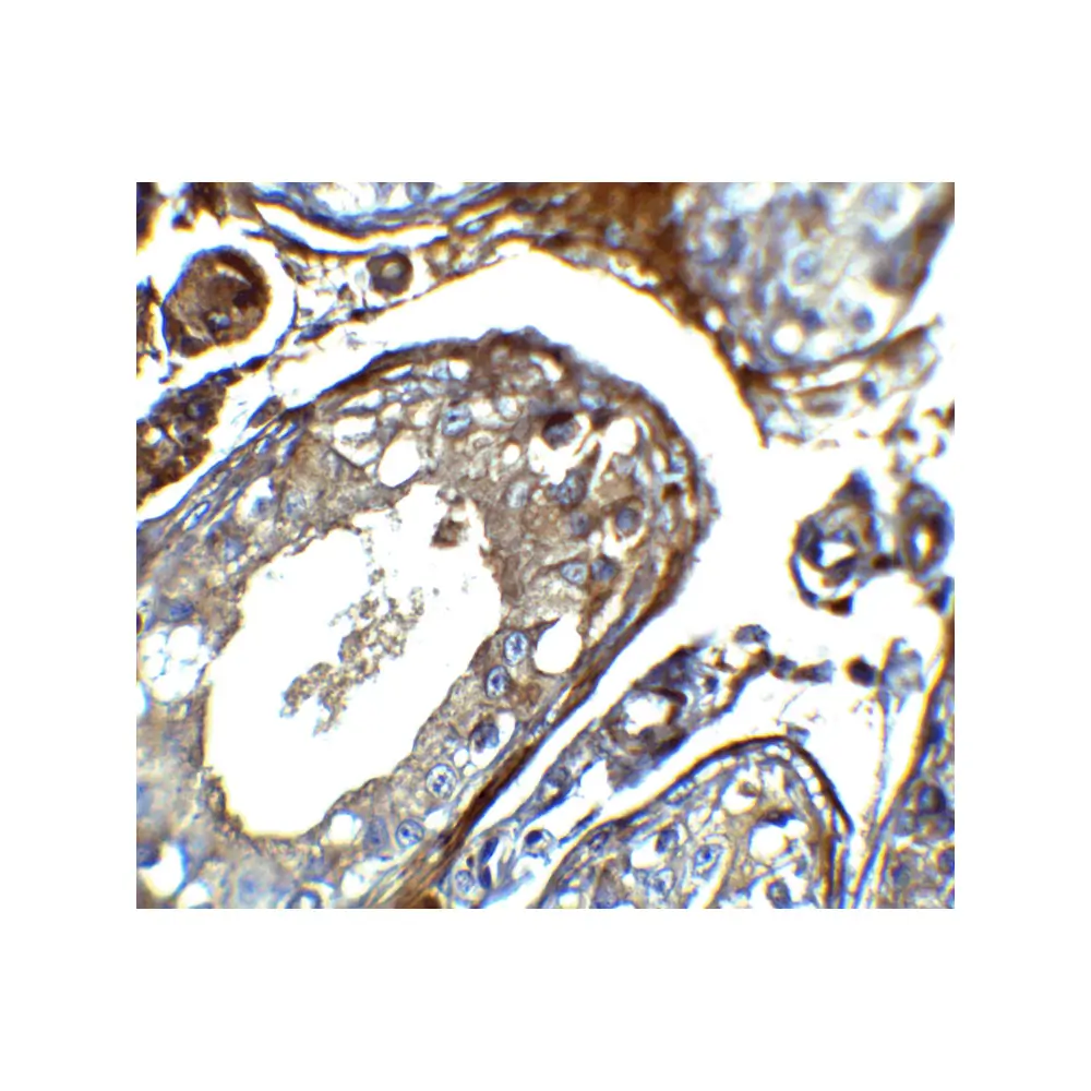 ProSci 8419 IQCF2 Antibody, ProSci, 0.1 mg/Unit Secondary Image