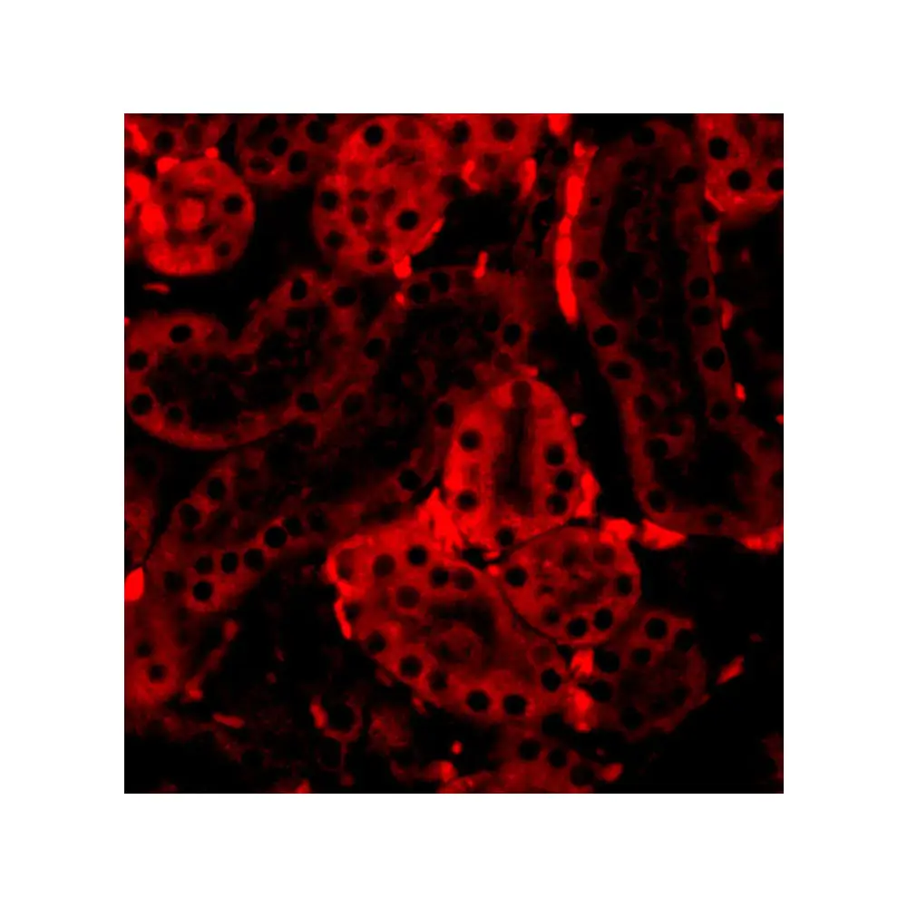 ProSci 3397_S IRF3 Antibody, ProSci, 0.02 mg/Unit Tertiary Image