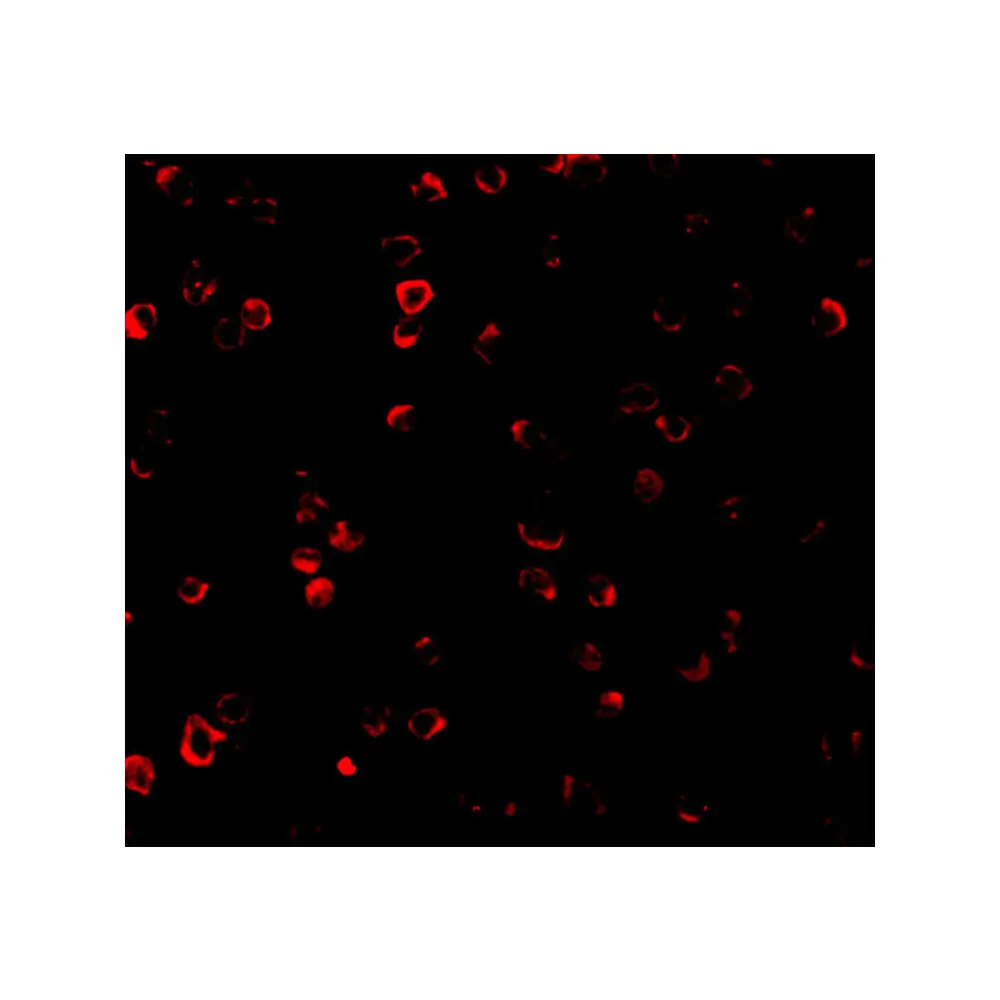 ProSci 3399_S IRF3 Antibody, ProSci, 0.02 mg/Unit Tertiary Image
