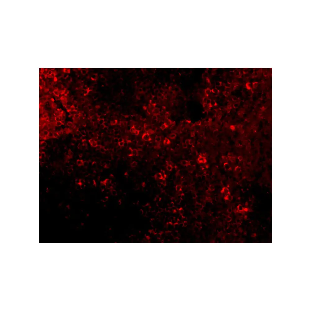ProSci 3941_S IRF7 Antibody, ProSci, 0.02 mg/Unit Tertiary Image