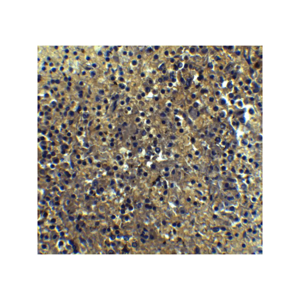 ProSci 3941_S IRF7 Antibody, ProSci, 0.02 mg/Unit Quaternary Image