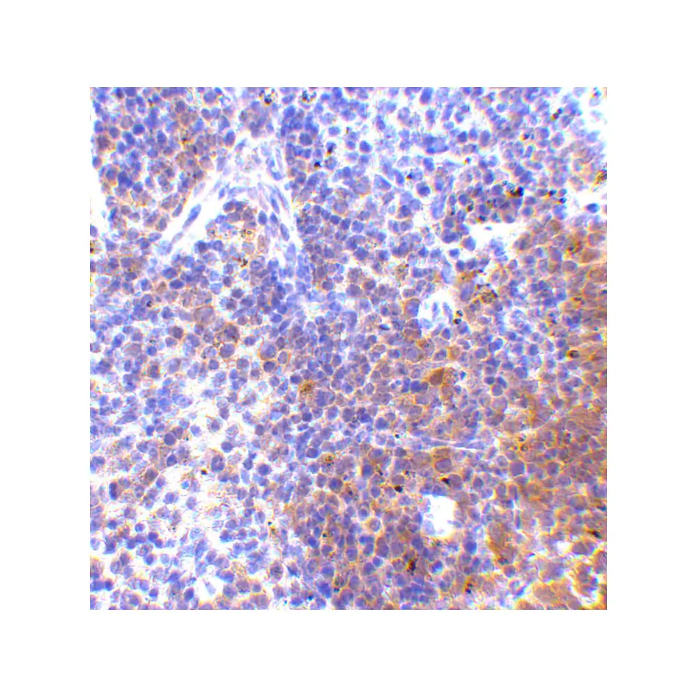 ProSci 3941_S IRF7 Antibody, ProSci, 0.02 mg/Unit Secondary Image
