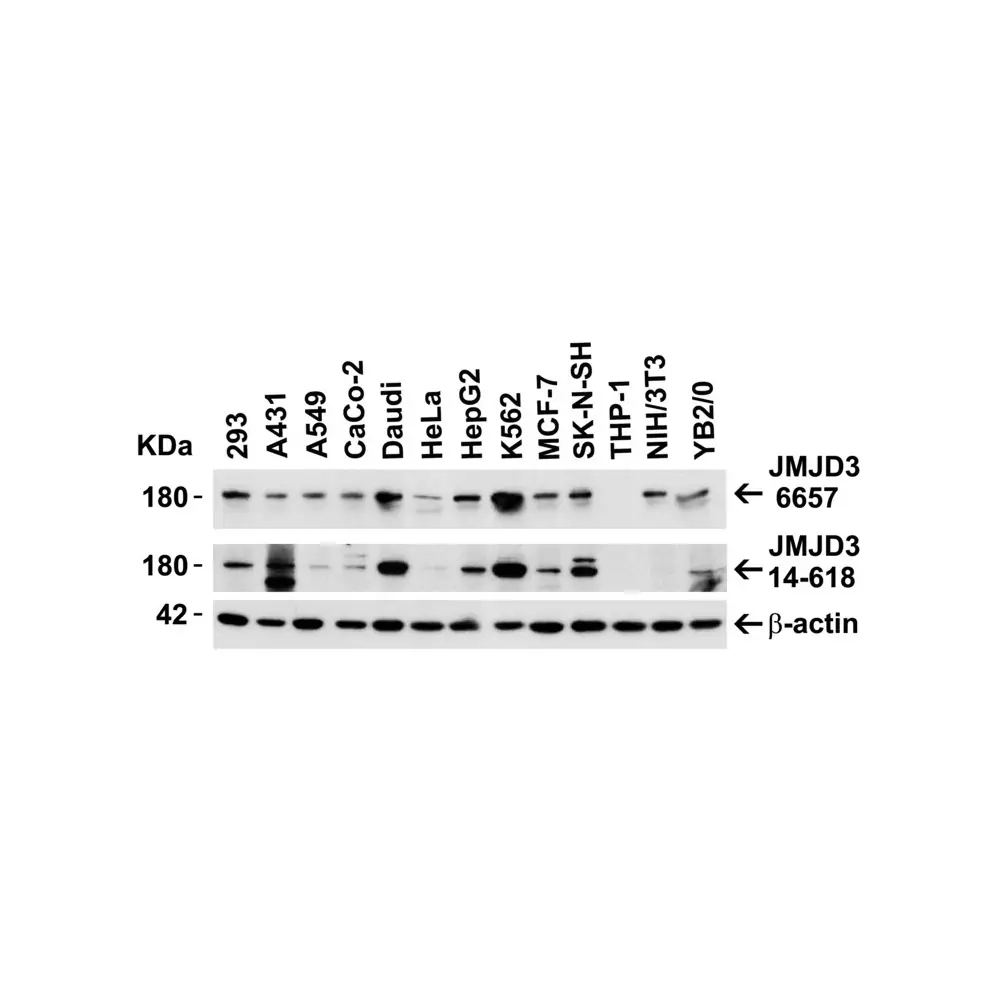 ProSci 6657_S JMJD3 Antibody, ProSci, 0.02 mg/Unit Secondary Image