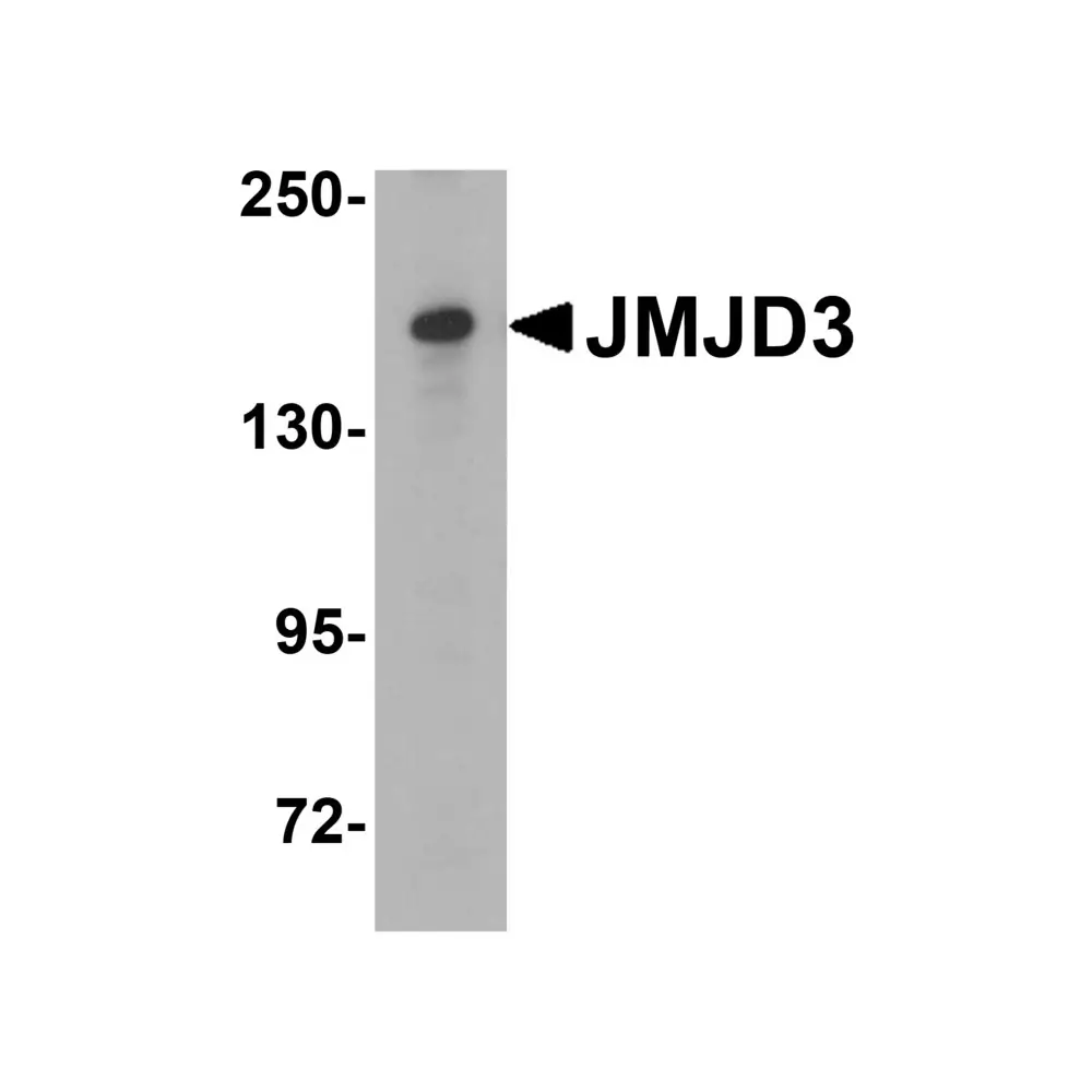ProSci 6657_S JMJD3 Antibody, ProSci, 0.02 mg/Unit Tertiary Image