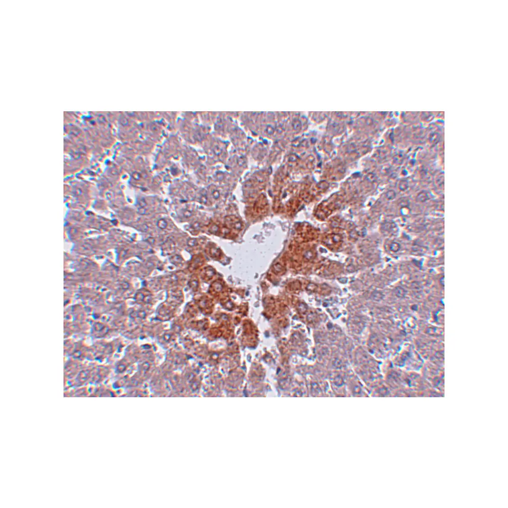 ProSci 5385 JMJD7 Antibody, ProSci, 0.1 mg/Unit Secondary Image